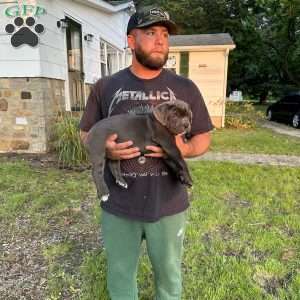 Scrappy, Cane Corso Puppy