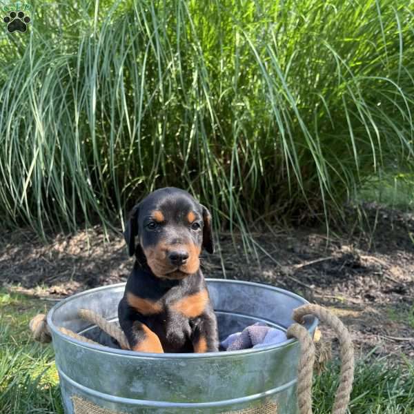Star, Doberman Pinscher Puppy