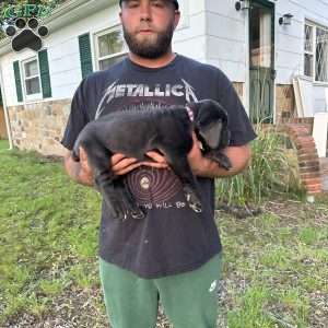 Midge, Cane Corso Puppy