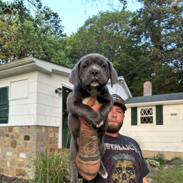 Sapphire, Cane Corso Puppy