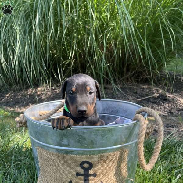 Rocky, Doberman Pinscher Puppy
