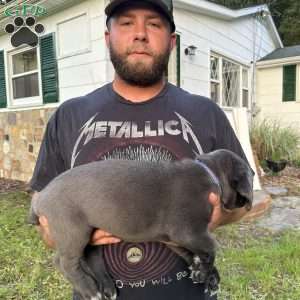 Sapphire, Cane Corso Puppy
