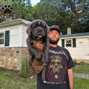 Sage, Cane Corso Puppy