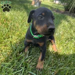 Rocky, Doberman Pinscher Puppy
