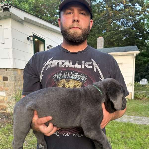 Sage, Cane Corso Puppy