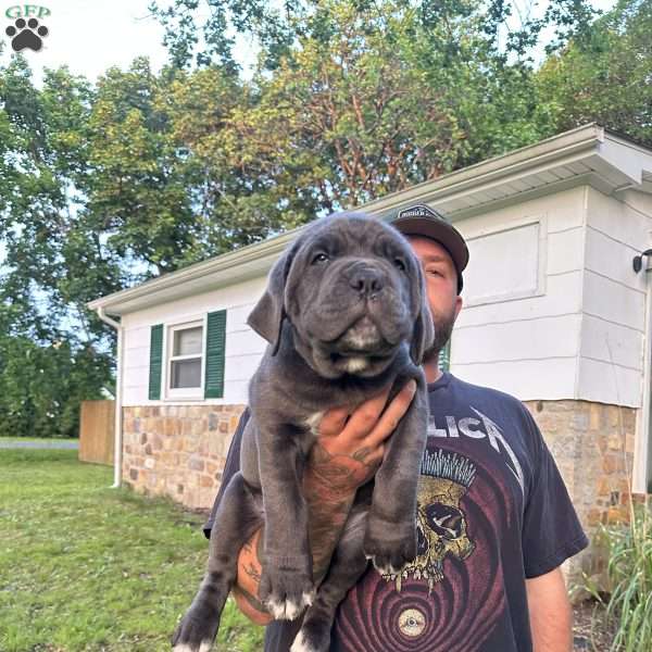 Yara, Cane Corso Puppy
