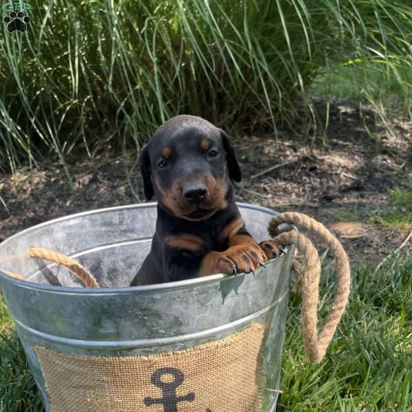 Bella, Doberman Pinscher Puppy