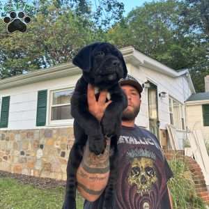 Clover, Cane Corso Puppy