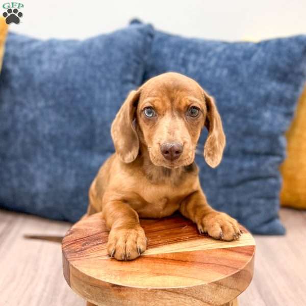 Piper, Dachshund Puppy