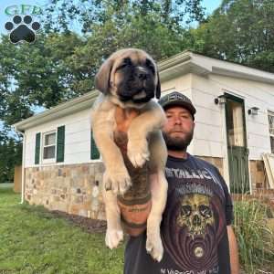 Riggs, Cane Corso Puppy