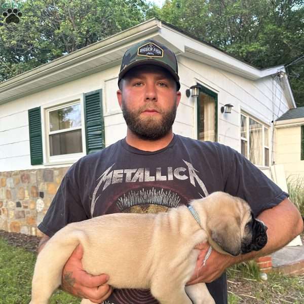 Riggs, Cane Corso Puppy