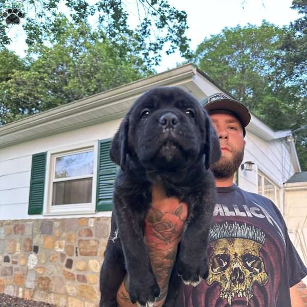Athena, Cane Corso Puppy
