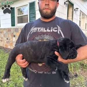 Athena, Cane Corso Puppy