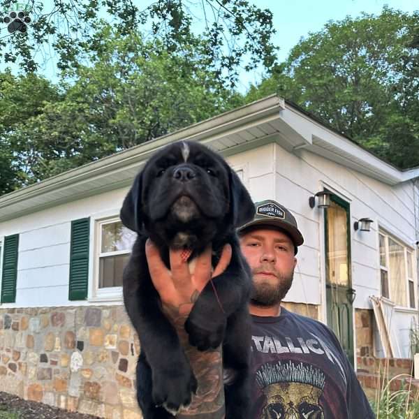 Onyx, Cane Corso Puppy