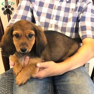 Sabre, Dachshund Puppy