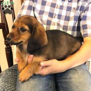 Sabre, Dachshund Puppy