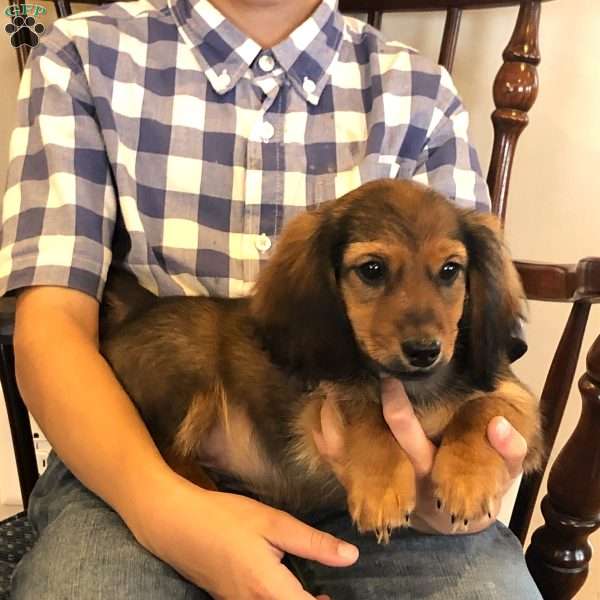 Sabre, Dachshund Puppy