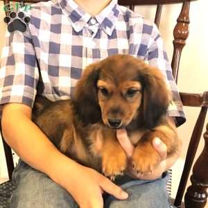 Sabre, Dachshund Puppy