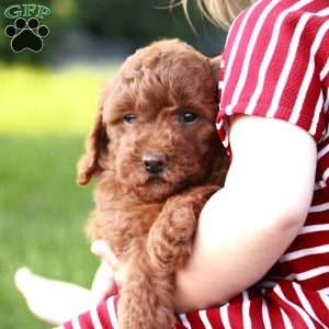 Paisley F1BB, Mini Goldendoodle Puppy