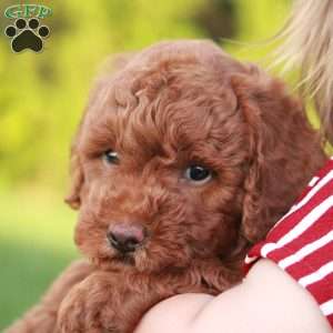 Paisley F1BB, Mini Goldendoodle Puppy