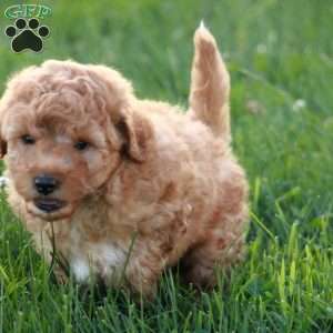 Buster F1BB, Mini Goldendoodle Puppy