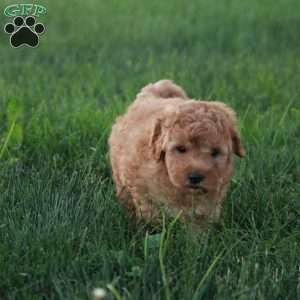 Buster F1BB, Mini Goldendoodle Puppy