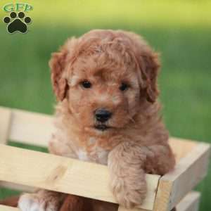 Buster F1BB, Mini Goldendoodle Puppy
