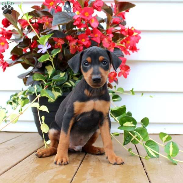Sparky, Miniature Pinscher Puppy