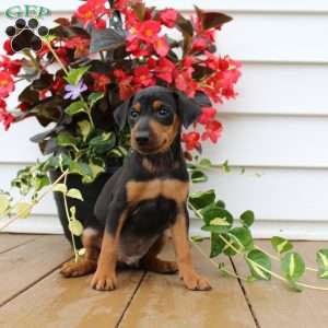 Sparky, Miniature Pinscher Puppy