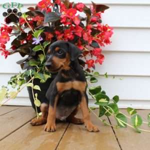 Sparky, Miniature Pinscher Puppy