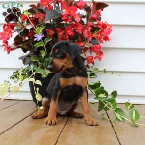 Sparky, Miniature Pinscher Puppy
