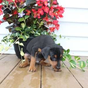 Sparky, Miniature Pinscher Puppy