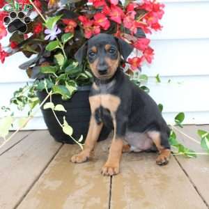 Sparky, Miniature Pinscher Puppy
