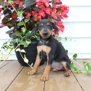 Sparky, Miniature Pinscher Puppy
