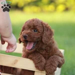 Paisley F1BB, Mini Goldendoodle Puppy