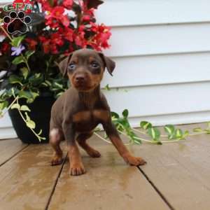 Little Scarlet, Miniature Pinscher Puppy