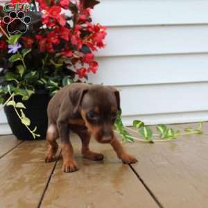 Little Scarlet, Miniature Pinscher Puppy