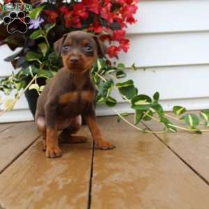 Little Scarlet, Miniature Pinscher Puppy