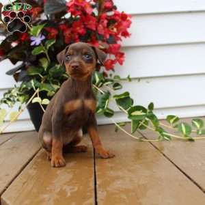 Little Scarlet, Miniature Pinscher Puppy