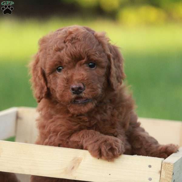 Paisley F1BB, Mini Goldendoodle Puppy