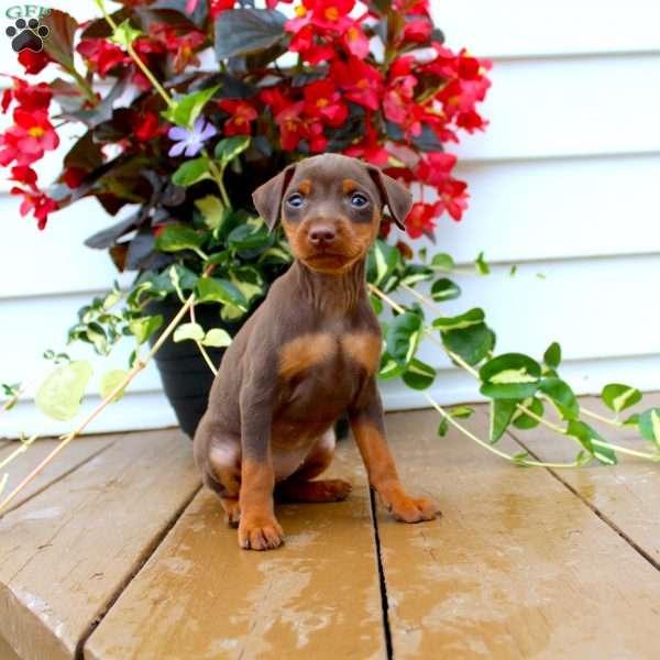 Little Scarlet, Miniature Pinscher Puppy