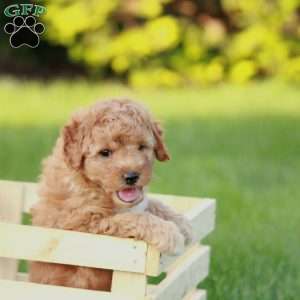 Buster F1BB, Mini Goldendoodle Puppy