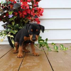 Sam, Miniature Pinscher Puppy