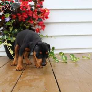 Sam, Miniature Pinscher Puppy