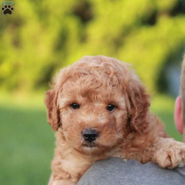 Buster F1BB, Mini Goldendoodle Puppy