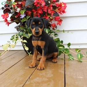 Sam, Miniature Pinscher Puppy