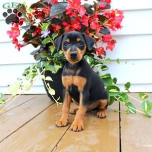 Sam, Miniature Pinscher Puppy