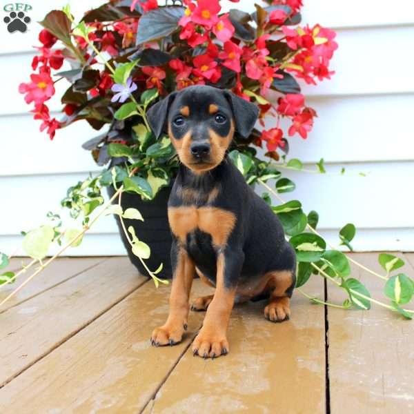 Sam, Miniature Pinscher Puppy