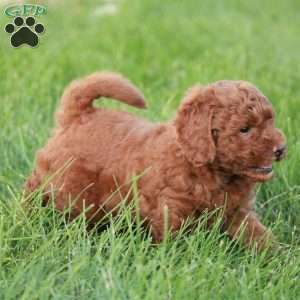 Paisley F1BB, Mini Goldendoodle Puppy