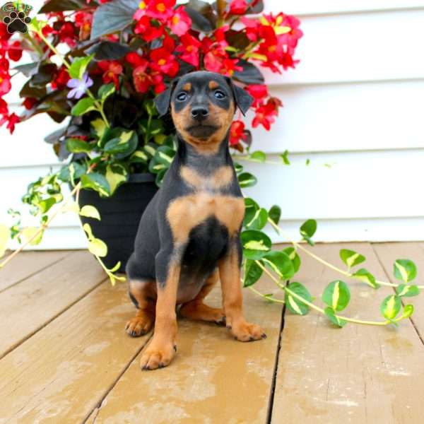 Sweetie, Miniature Pinscher Puppy